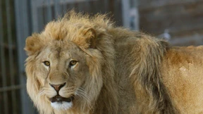  Zwei Löwen aus Wildpark-Gehege ausgebrochen