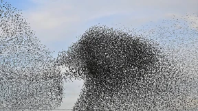 Das sonderbare Spiel der Schwärme