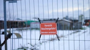 Südkorea verbietet Schweinefleischimporte aus Deutschland