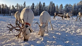 Wer brav ist, darf zum Rentieryoga