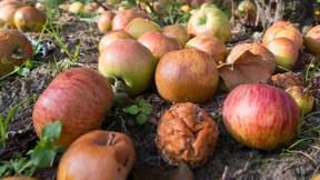 Schon frühe Ahnen des Menschen vertrugen Alkohol