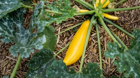 So hilft Mulch dem Gemüseanbau