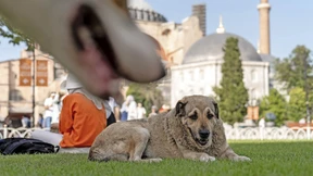 Sie befürchten ein Massaker an den Straßenhunden