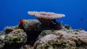 UN-Abkommen zum Hochseeschutz in Kraft getreten