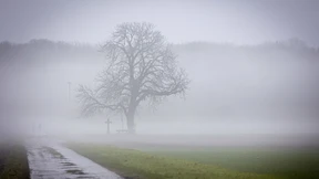 Grüne statt weiße Weihnachten