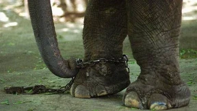 Gewählte Stabilität?