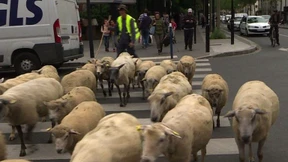 Die Rasenmääääääher von Paris