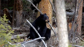 Kommt ein Bär geflogen