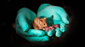 Alles geht, solang du eine Maus bist