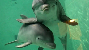 Wieso Menschen und Delphine intelligente Wesen sind