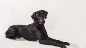 Wer hat Angst vorm schwarzen Hund?