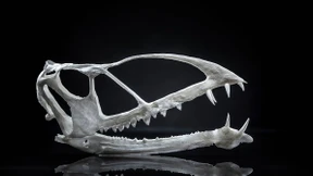 Spektakulärer Fund eines Flugsauriers