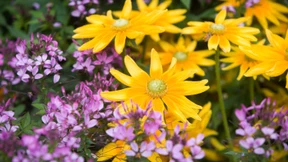 Von Frauen gezeichnet