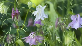 So überleben Ihre Pflanzen auch den größten Stress
