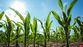 Forschungsspitzen trommeln für die grüne Genschere