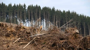 Dem Wald geht es noch schlechter als gedacht