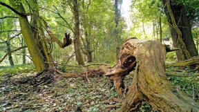 Zu wenig Naturwald in Hessen