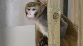 Strüngmann-Institut darf wieder mit Affen experimentieren