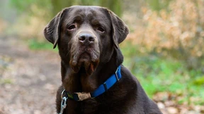 Bundeswehr-Hunde sollen Corona-Infektionen erschnüffeln