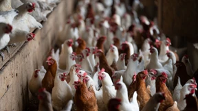 Eine Million Hühner und Puten in Niedersachsen getötet