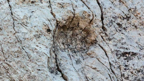 Forscher entdecken einzigartige Dinosaurier-Spuren