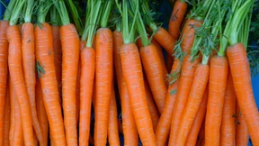 Die Karotte ist mein bester Freund