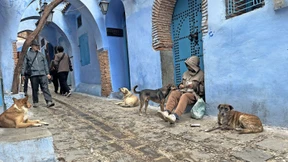 Müssen Millionen Hunde wegen der Fußball-WM sterben?