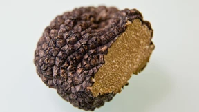 „Weihnachten ist beste Trüffelzeit“