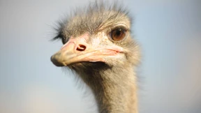 Der Strauß kam wohl aus Asien nach Afrika