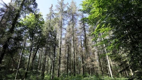 Wer grün investiert, muss selbst denken