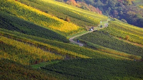 Bewegung im Rheingauer Weinbau
