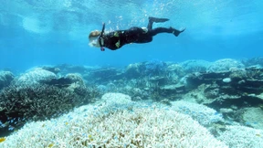 Wie marine Hitzewellen die Korallen gefährden