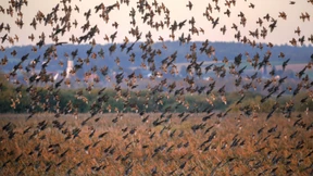 FDP blockiert EU-Naturschutzgesetz