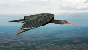 Im Aufwind des Vordervogels