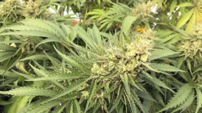Cannabis legalisieren?