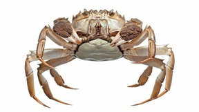 Warum durch Krabben, Katzen und Kaninchen Milliardenschäden entstehen