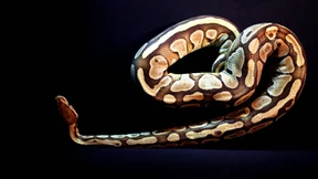 Python statt Hund an der Kette 