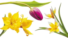 Wenn die Tulpen blühen