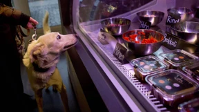 Delikatessen für den Hund