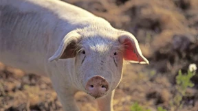 Mit der Genschere gegen die Schweinepest