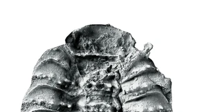 Bring mir den Kopf der Arthropleura