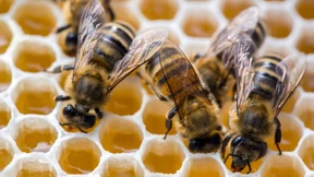 Ein Drittel der Bienen überlebt Winter nicht