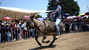 So feiert Mexiko seine Esel am 1. Mai