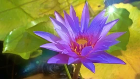 Lebenskünstler in der Karibik