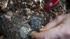 Trüffelschnüffel-Studium