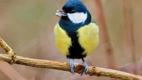 Vögel passen sich dem Klimawandel nicht schnell genug an