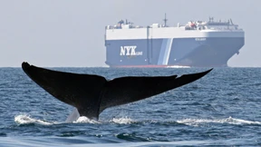 Wie sich Wale vor zu viel Sonne schützen