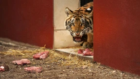 Wo sich Tiger und Hund gute Nacht sagen