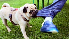 Hundehaltern drohen Tausende Euro als Bußgeld