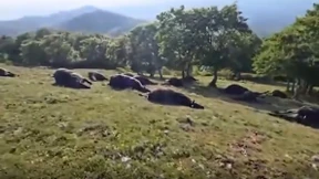 „Die Hufe und die Augen waren verkohlt“